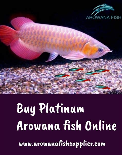 where to buy arowana fish online|My First Arowana .